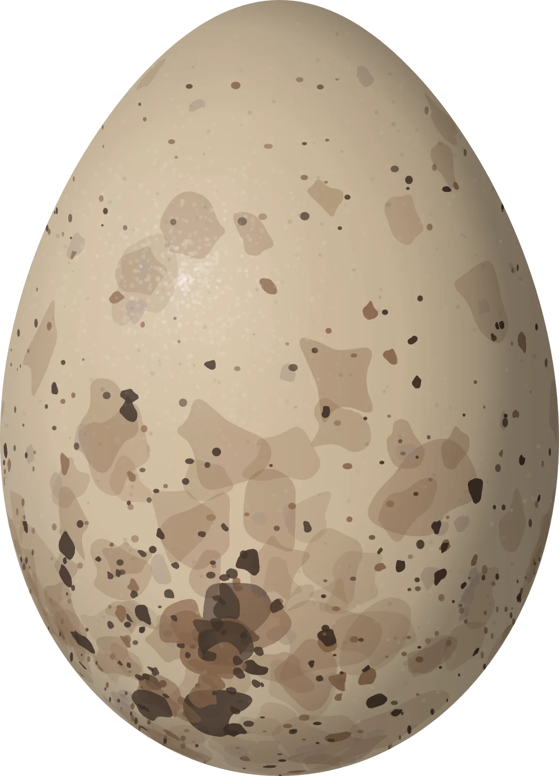 Illustration of a Black-crowned Tityra (Tityra inquisitor) egg, 26.2 × 18.9 mm