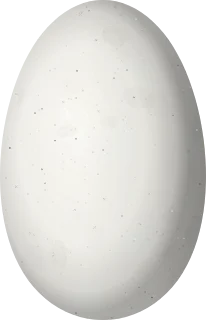 Illustration of a Black-eared Fairy (Heliothryx auritus) egg, 14 × 9 mm