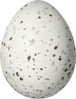Illustration of a Black-faced Dacnis (Dacnis lineata) egg, 17 × 13 mm