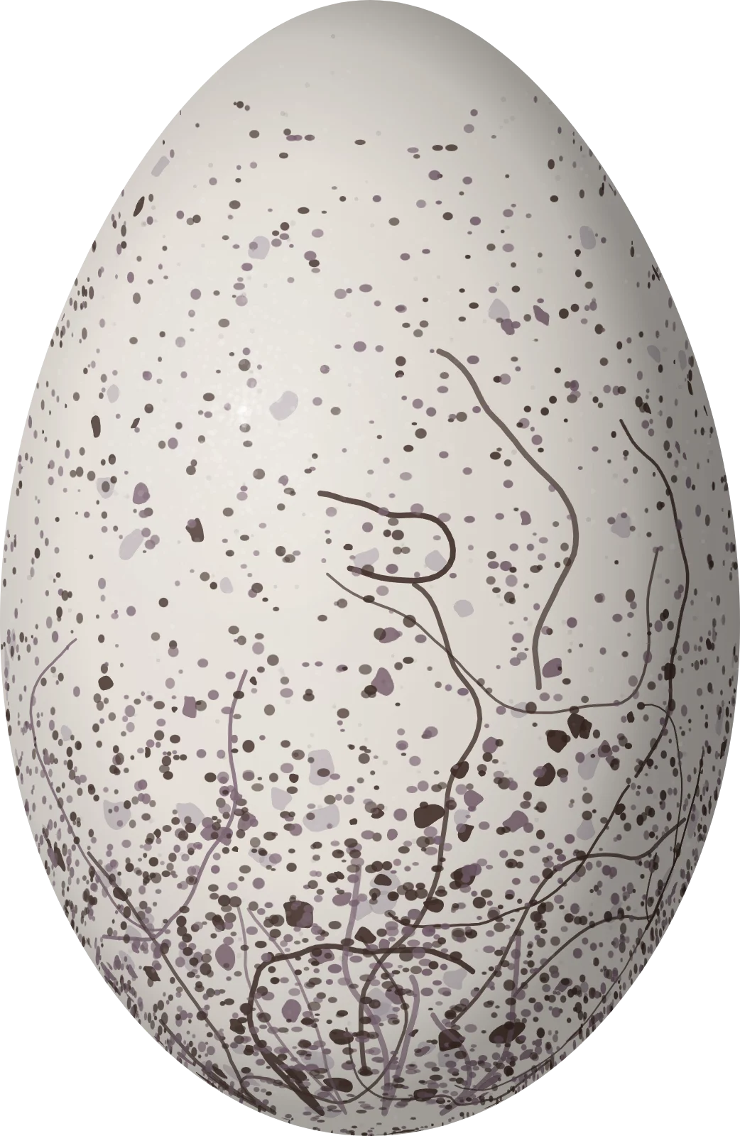 Illustration of a Black-faced Ibis (Theristicus melanopis) egg, 68 × 44.3 mm