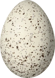Illustration of a Black-faced Tanager (Schistochlamys melanopis) egg, 23.3 × 16.4 mm
