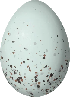 Illustration of a Black Flowerpiercer (Diglossa humeralis) egg, 17.5 × 12.7 mm