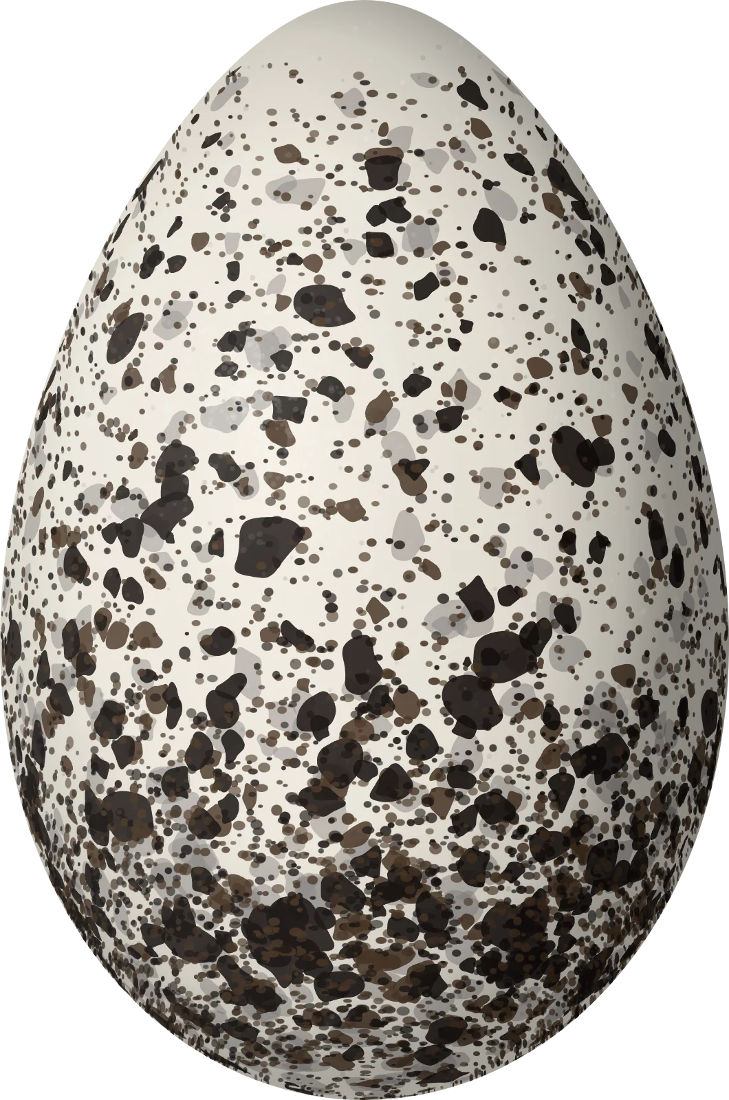 Illustration of a Black Guillemot (Cepphus grylle) egg, 59.6 × 39.5 mm