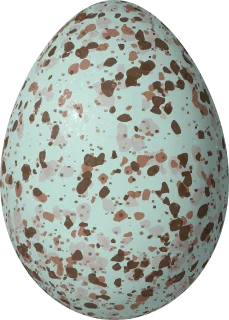 Illustration of a Black-headed Grosbeak (Pheucticus melanocephalus) egg, 24.7 × 17.7 mm