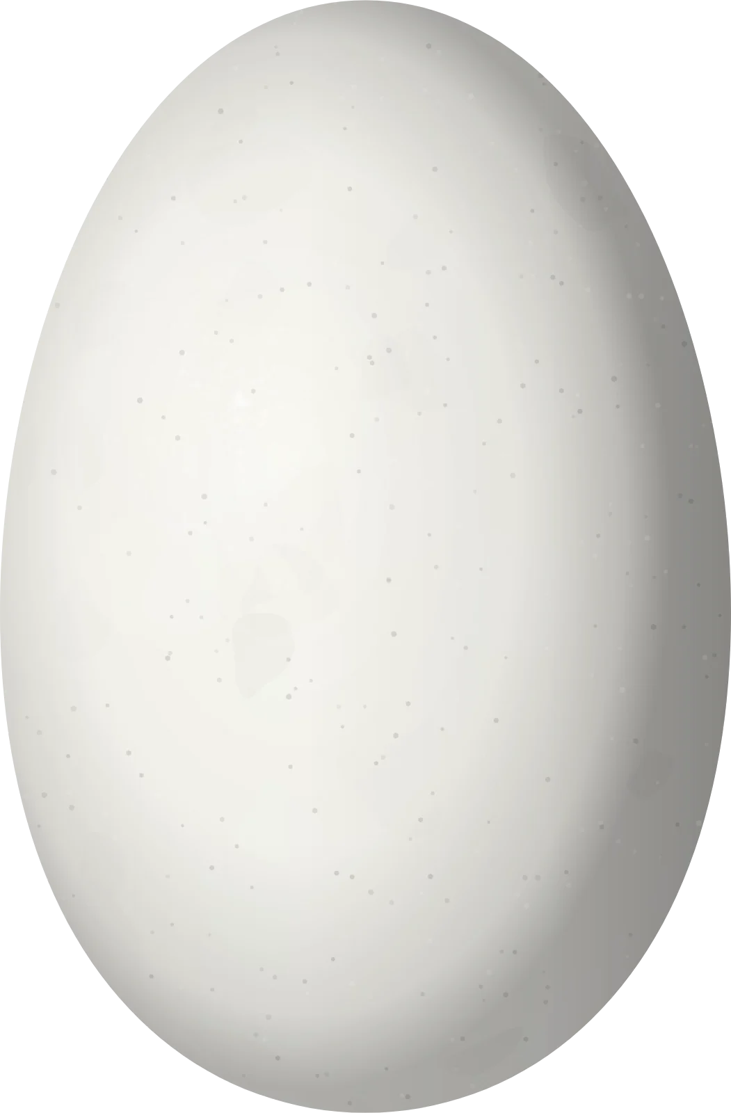 Illustration of a Black-hooded Sunbeam (Aglaeactis pamela) egg, 13.4 × 8.8 mm