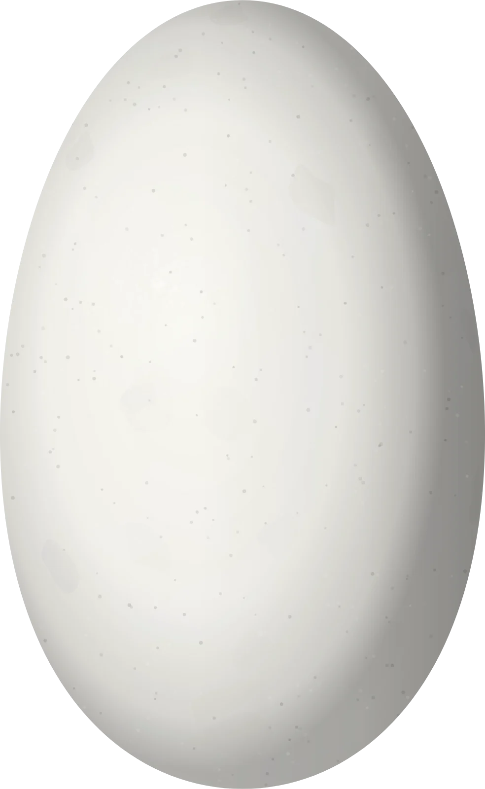 Illustration of a Black Inca (Coeligena prunellei) egg, 16.1 × 9.9 mm