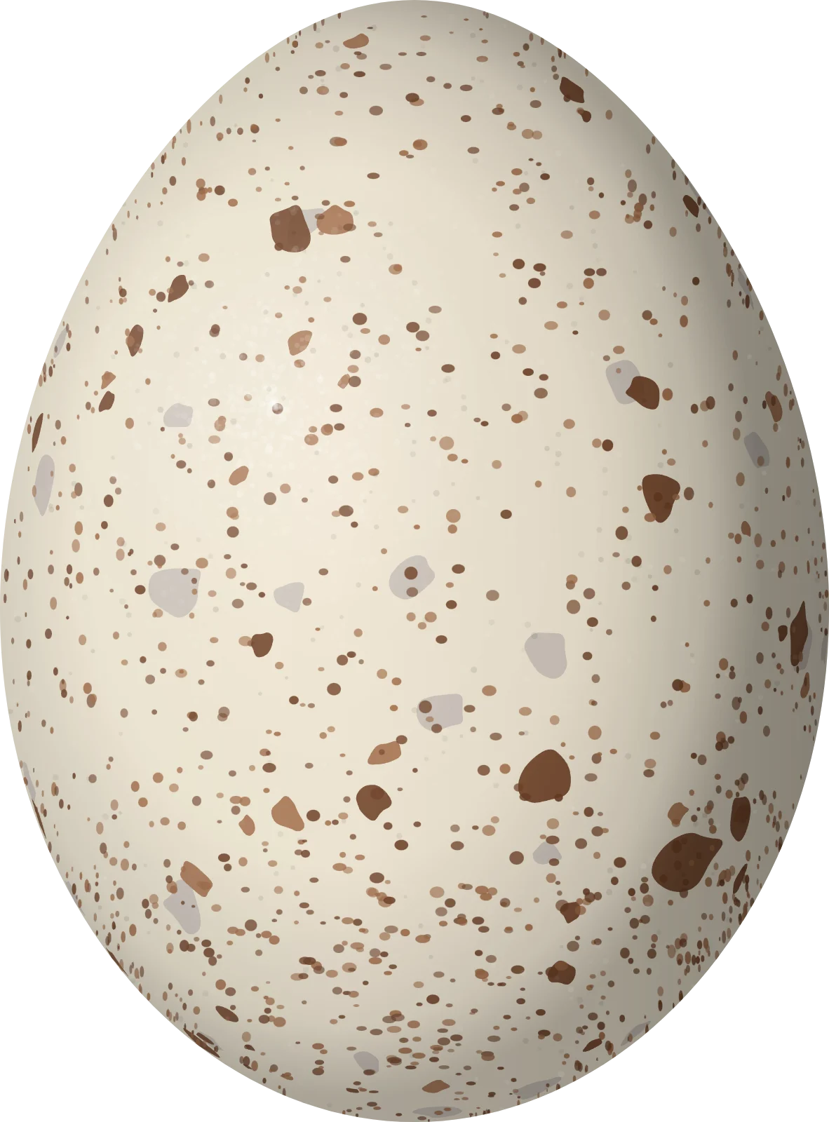 Illustration of a Black-legged Seriema (Chunga burmeisteri) egg, 60.5 × 44.7 mm