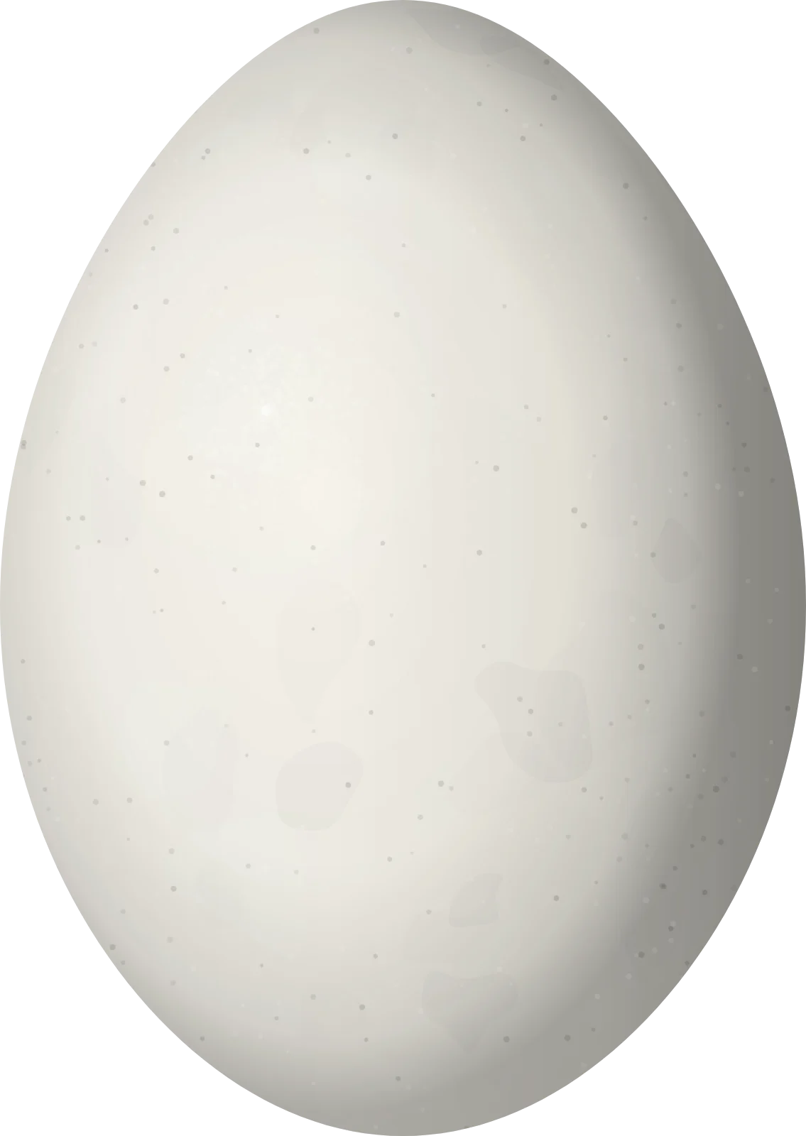 Illustration of a Black-necked Aracari (Pteroglossus aracari) egg, 33 × 23.4 mm