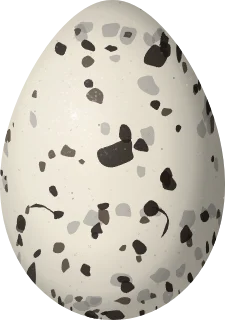 Black Oystercatcher egg, 56.2 × 39.5 mm