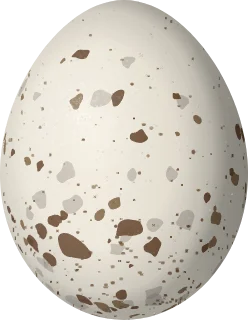 Illustration of a Black Rail (Laterallus jamaicensis) egg, 25.6 × 19.8 mm