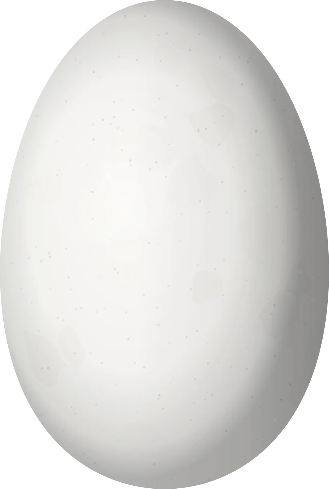 Illustration of a Black Scoter (Melanitta americana) egg, 61.9 × 41.7 mm