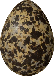 Illustration of a Black Tern (Chlidonias niger) egg, 34 × 24 mm