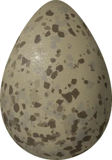 Black Turnstone egg, 40.9 × 28.8 mm