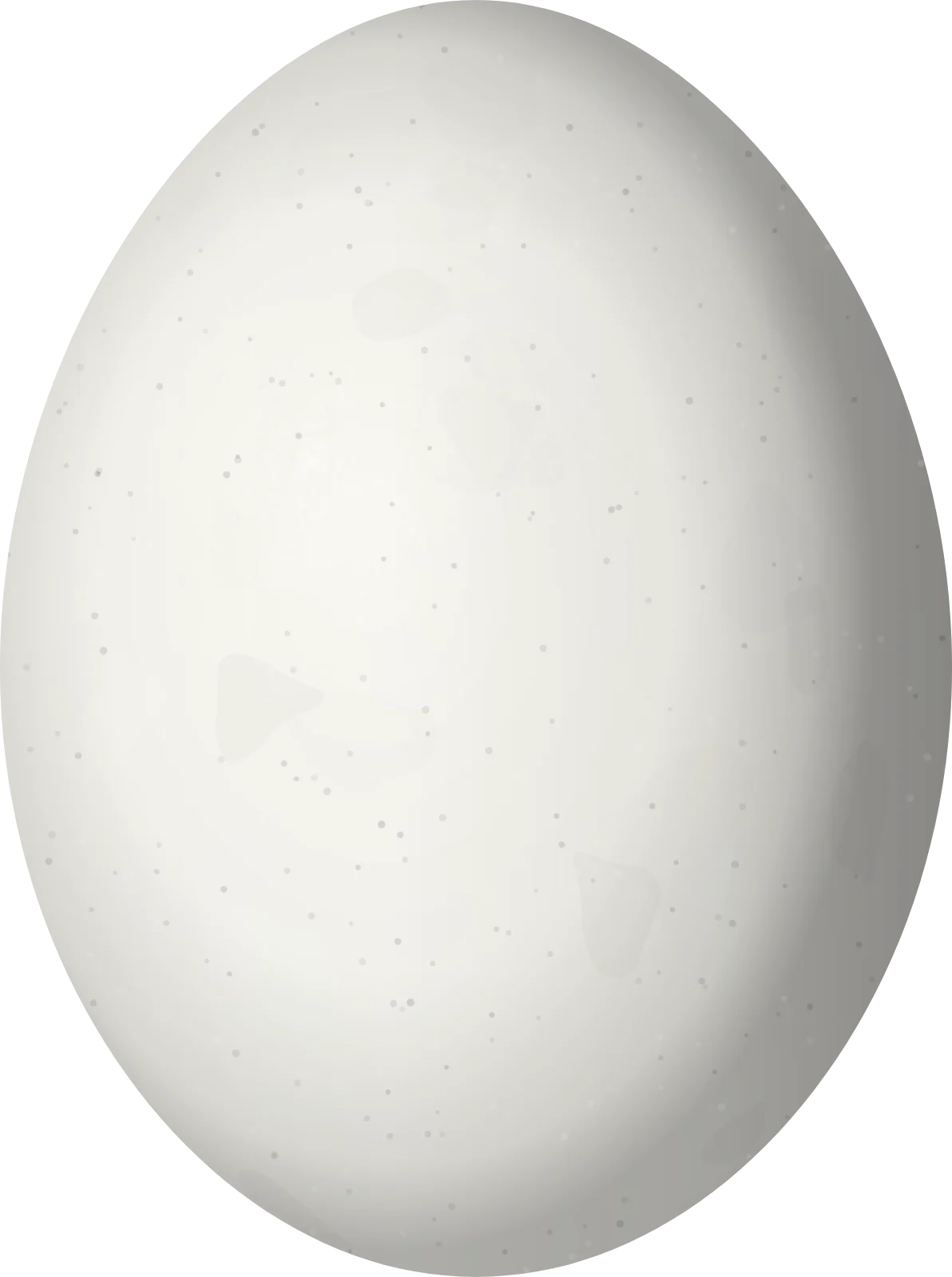 Illustration of a Blue-and-yellow Macaw (Ara ararauna) egg, 49.37 × 36.8 mm