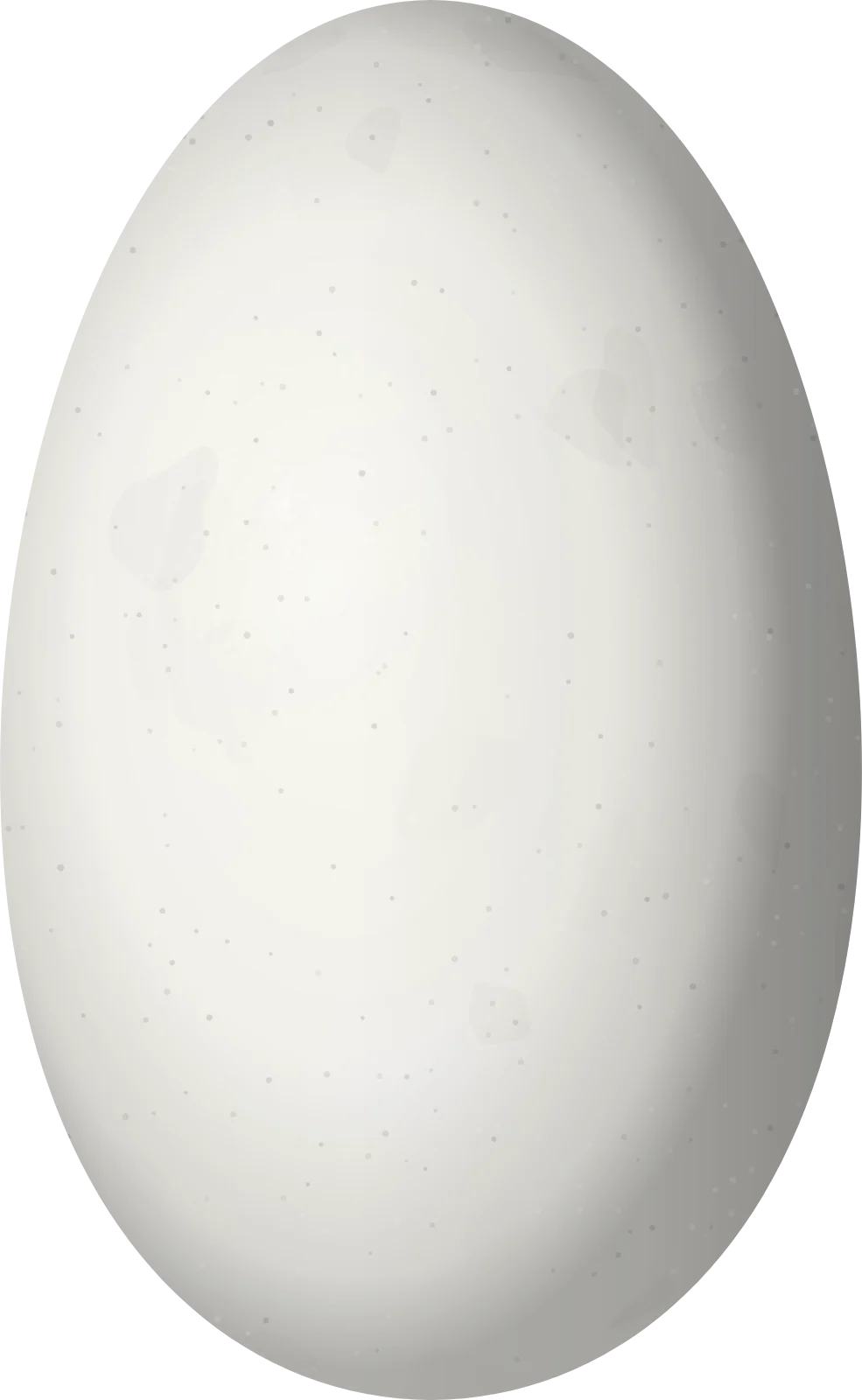 Illustration of a Blue-capped Puffleg (Eriocnemis glaucopoides) egg, 13 × 8 mm