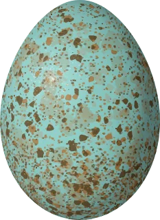 Blue Jay egg, 28.02 × 20.44 mm