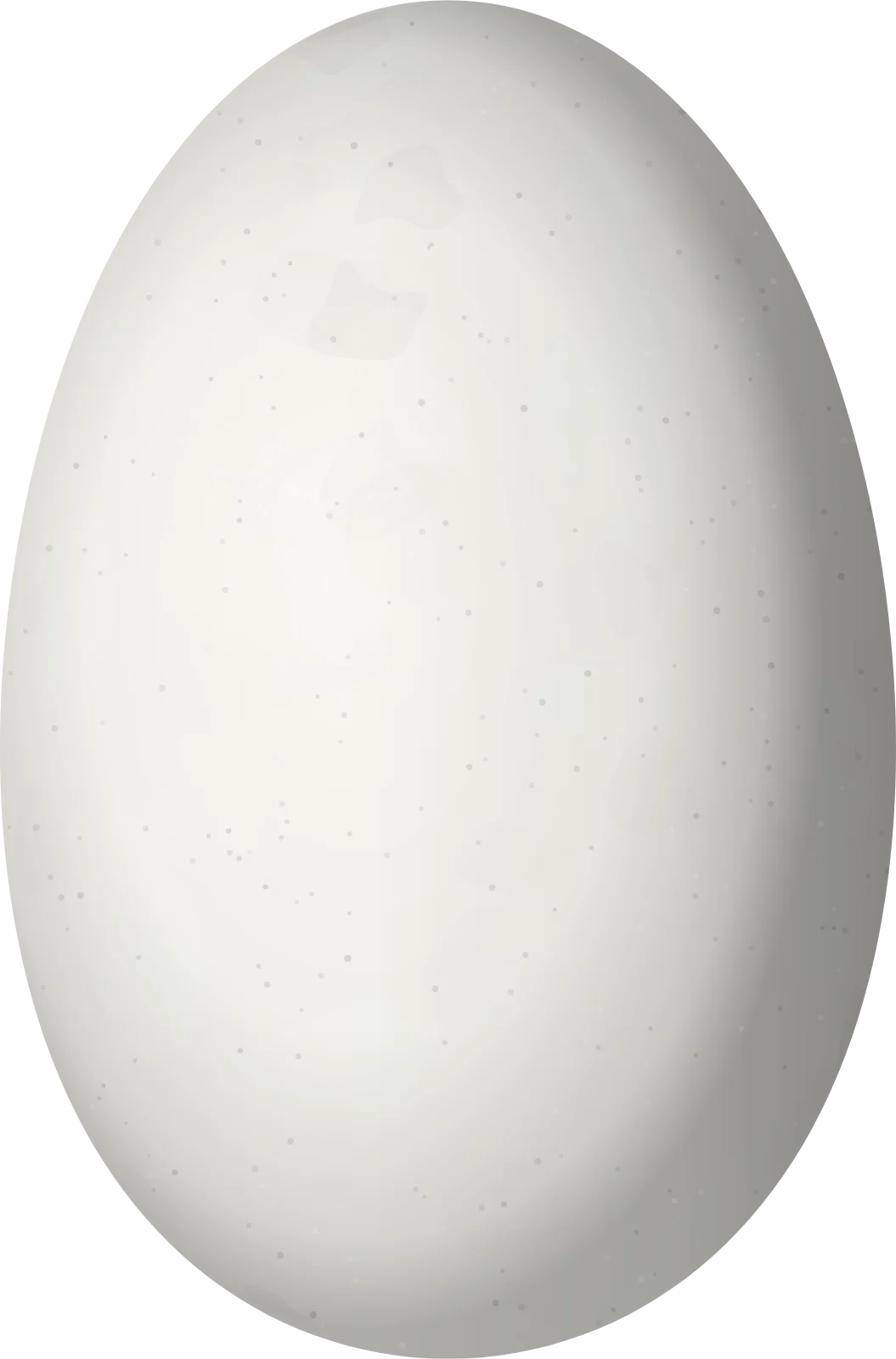 Illustration of a Blue-mantled Thornbill (Chalcostigma stanleyi) egg, 13.5 × 8.9 mm