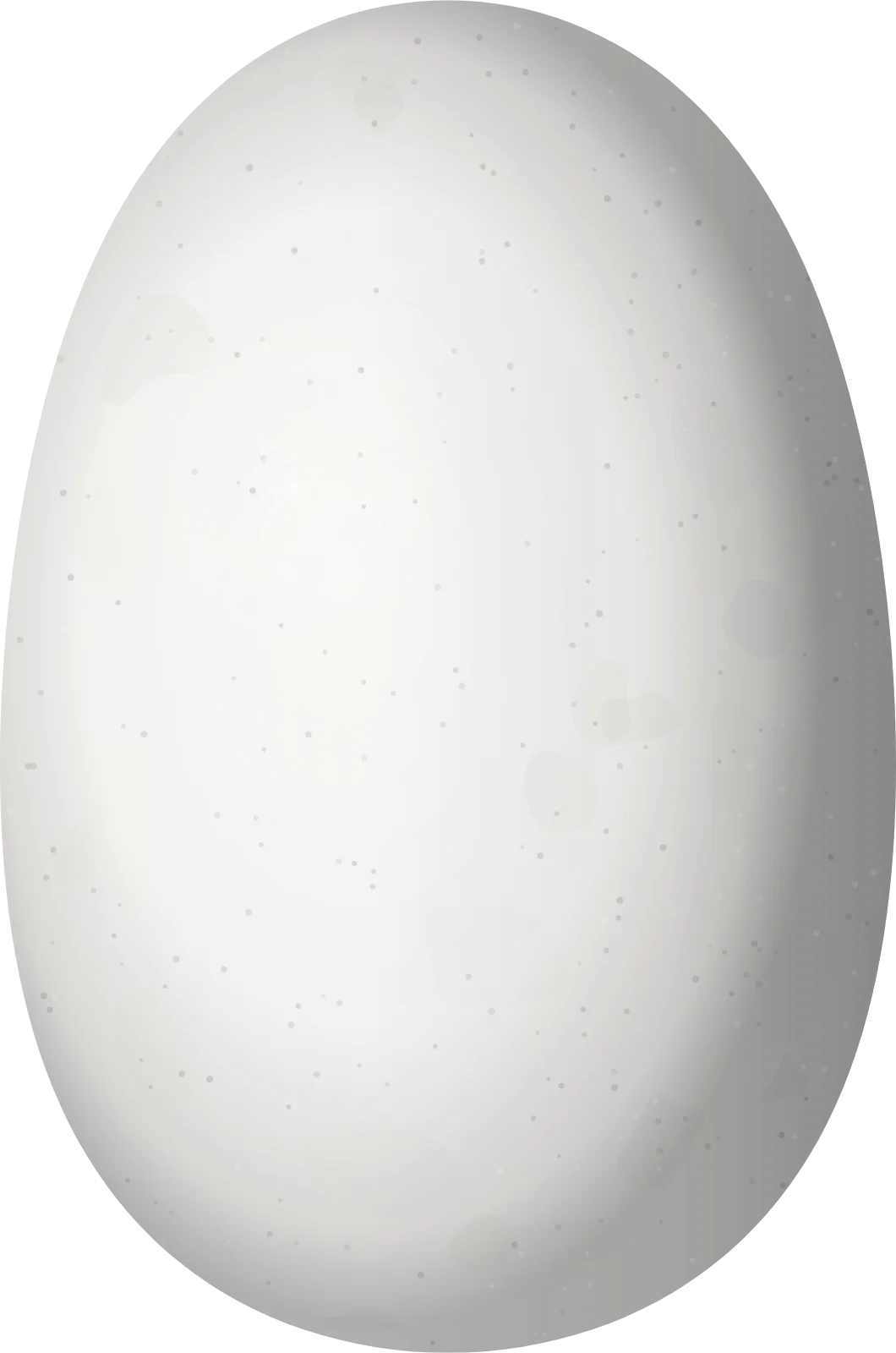 Illustration of a Blue-throated Mountain-gem (Lampornis clemenciae) egg, 15.1 × 10 mm