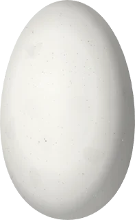 Illustration of a Blue-throated Starfrontlet (Coeligena helianthea) egg, 16.1 × 9.9 mm