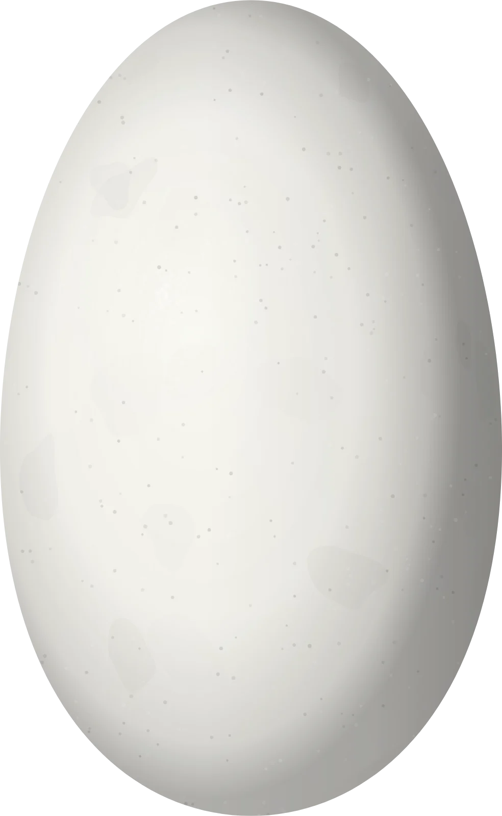 Illustration of a Blue-throated Starfrontlet (Coeligena helianthea) egg, 16.1 × 9.9 mm