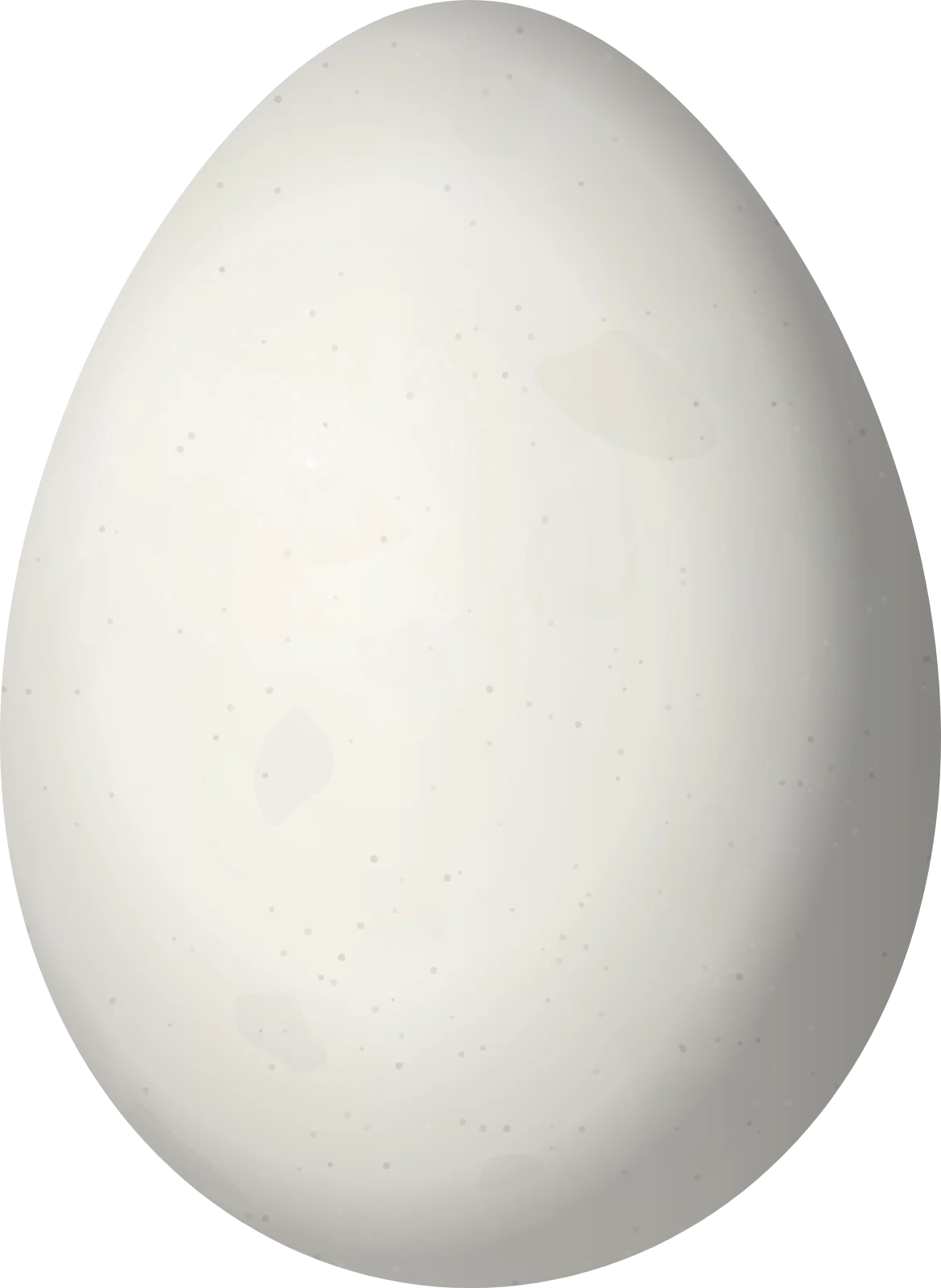 Illustration of a Bolivian Spinetail (Cranioleuca henricae) egg, 21.9 × 16 mm