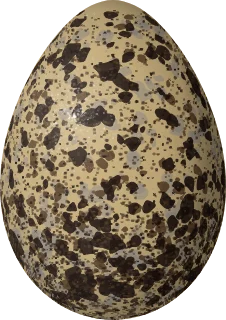 Illustration of a Bonaparte's Gull (Chroicocephalus philadelphia) egg, 49.5 × 34.9 mm