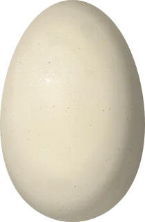 Brant egg, 71.7 × 47.1 mm