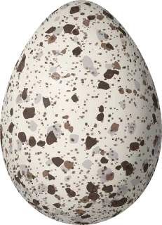 Illustration of a Bridled Tern (Onychoprion anaethetus) egg, 46 × 33.2 mm