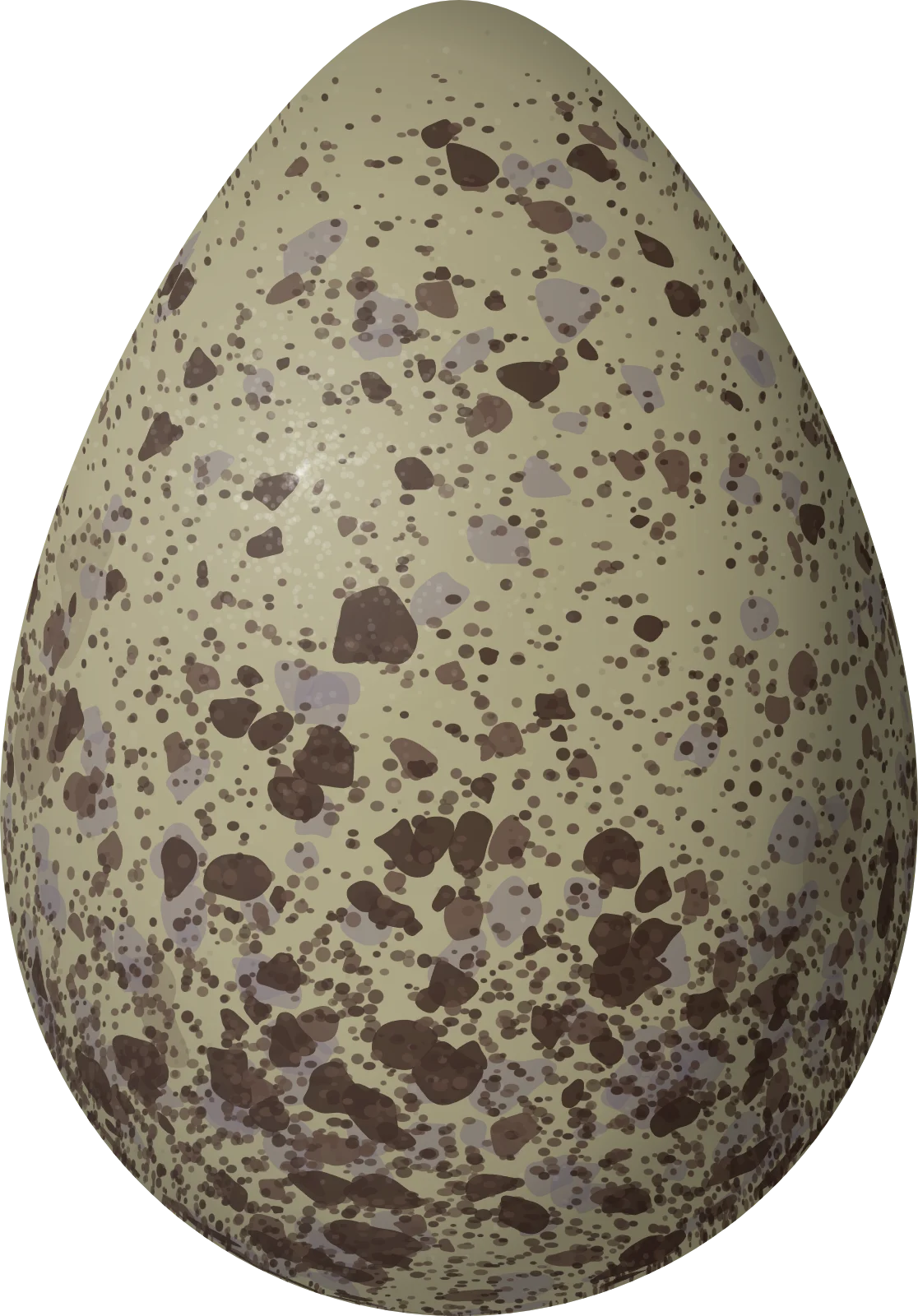 Illustration of a Bristle-thighed Curlew (Numenius tahitiensis) egg, 60.2 × 41.98 mm