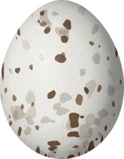 Broad-winged Hawk egg, 50.5 × 39.5 mm