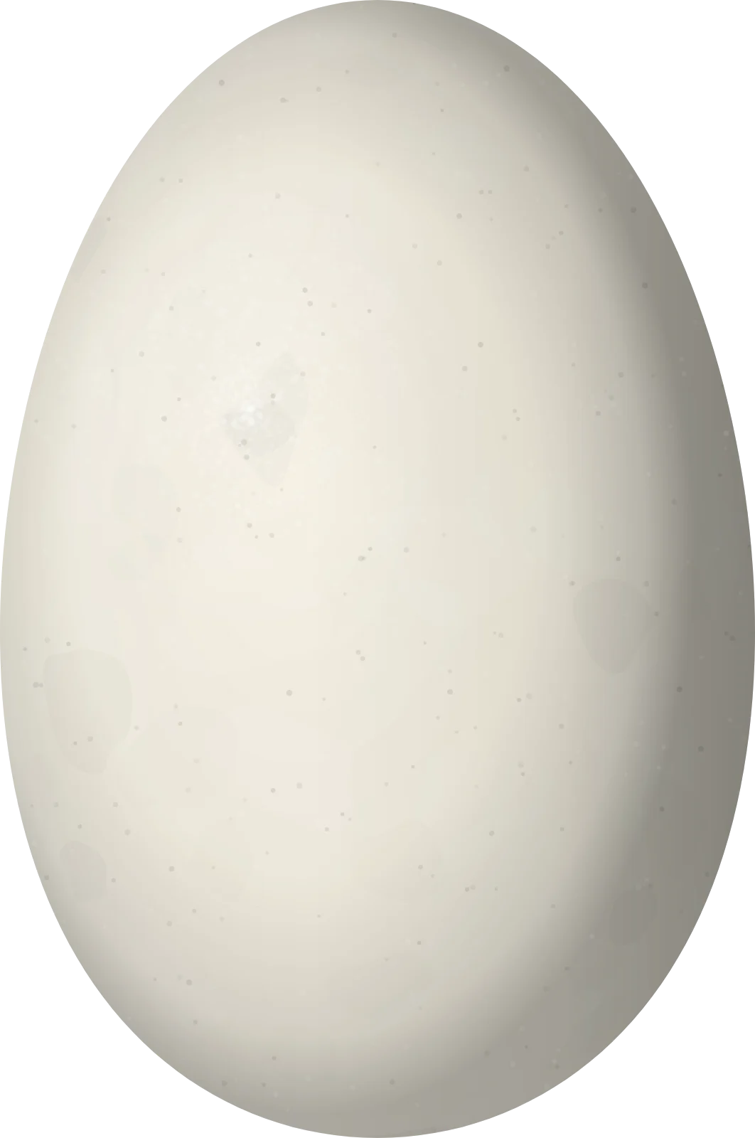 Illustration of a Bronze-winged Duck (Speculanas specularis) egg, 59.5 × 39.5 mm