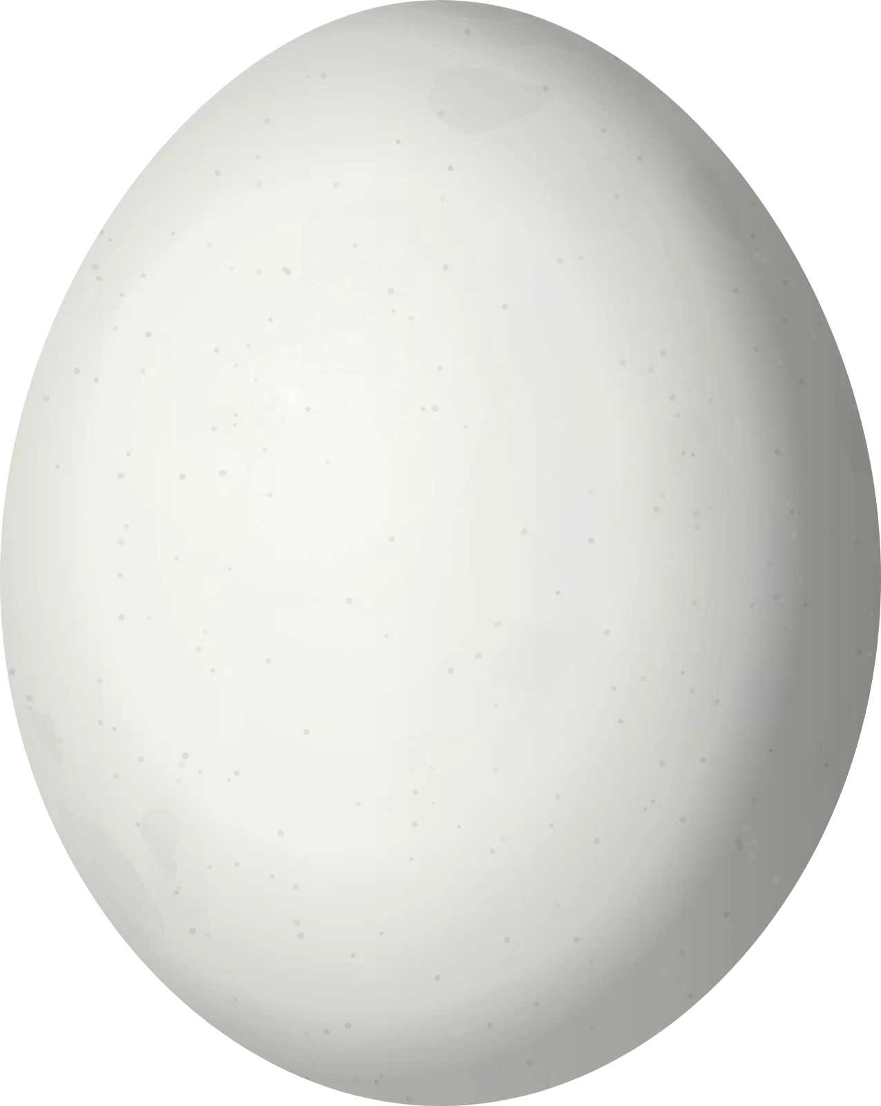 Illustration of a Bronze-winged Parrot (Pionus chalcopterus) egg, 29.5 × 23.5 mm