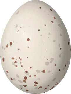 Brown-crested Flycatcher egg, 24.1 × 18.2 mm