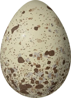 Illustration of a Brown-hooded Gull (Chroicocephalus maculipennis) egg, 50.89 × 37 mm