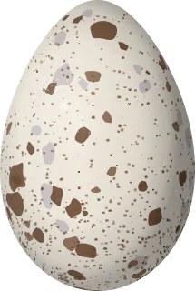 Illustration of a Brown Noddy (Anous stolidus) egg, 52 × 35 mm