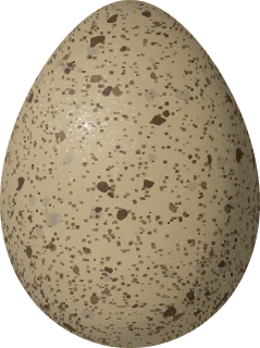 Illustration of a Brown Skua (Stercorarius antarcticus) egg, 65.3 × 48.7 mm