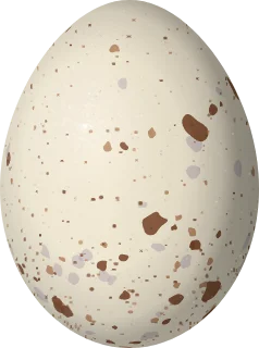 Illustration of a Brown Wood Rail (Aramides wolfi) egg, 47 × 35 mm