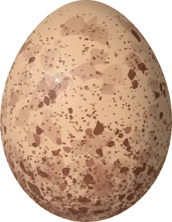 Illustration of a Buckley's Forest Falcon (Micrastur buckleyi) egg, 50.1 × 38.9 mm