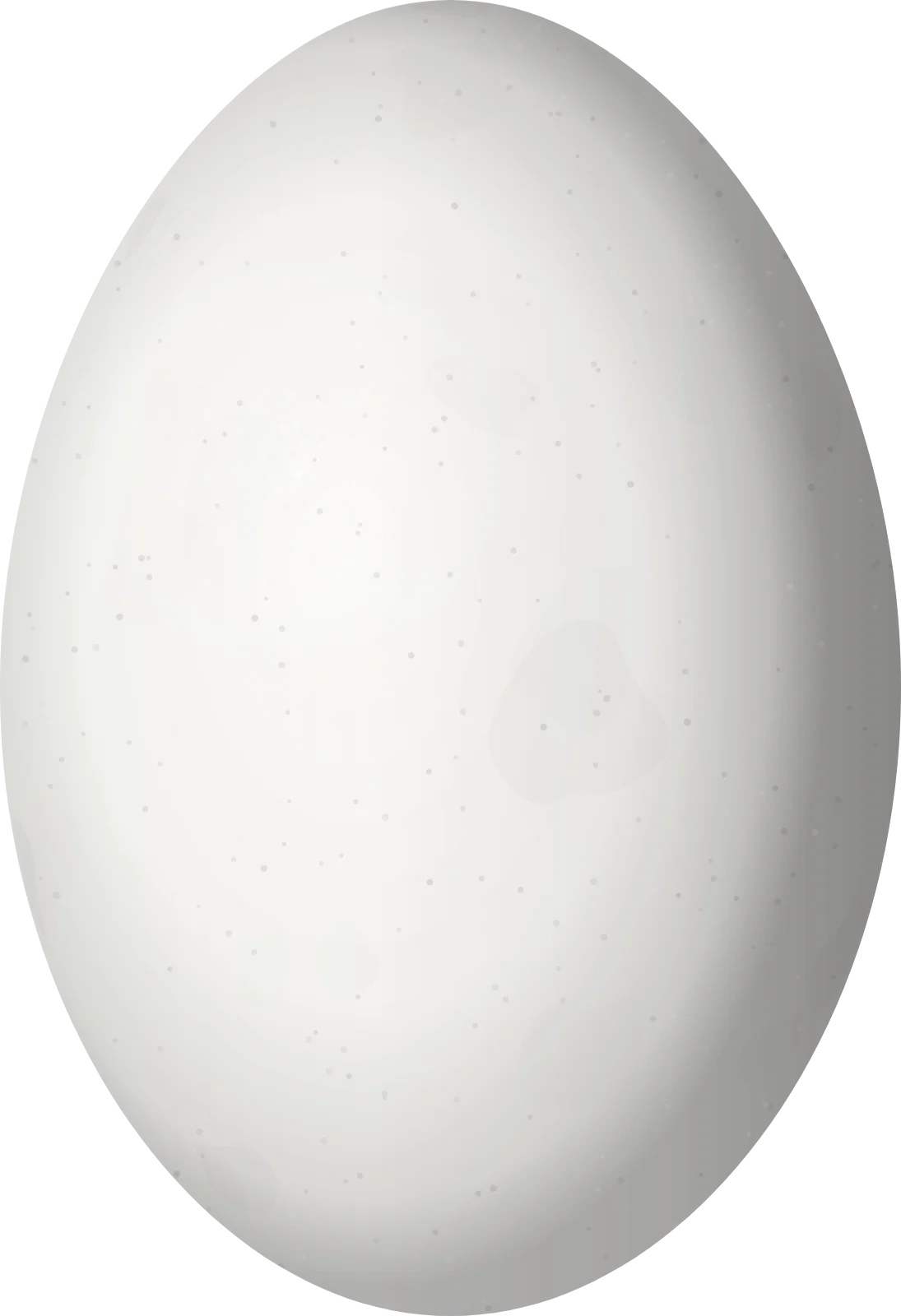 Illustration of a Budgerigar (Melopsittacus undulatus) egg, 19 × 13 mm