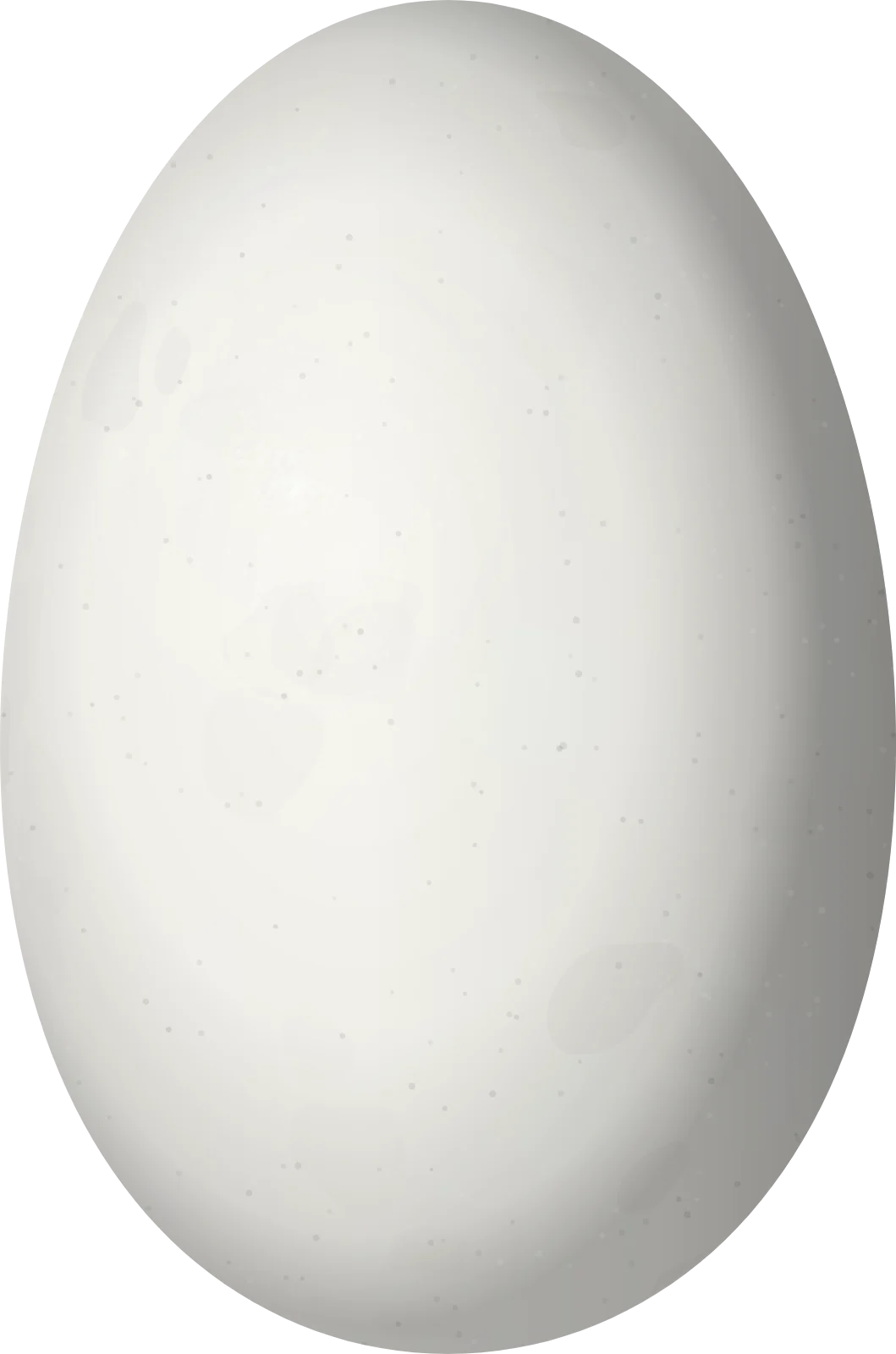 Illustration of a Buff-bellied Hermit (Phaethornis subochraceus) egg, 14.2 × 9.4 mm