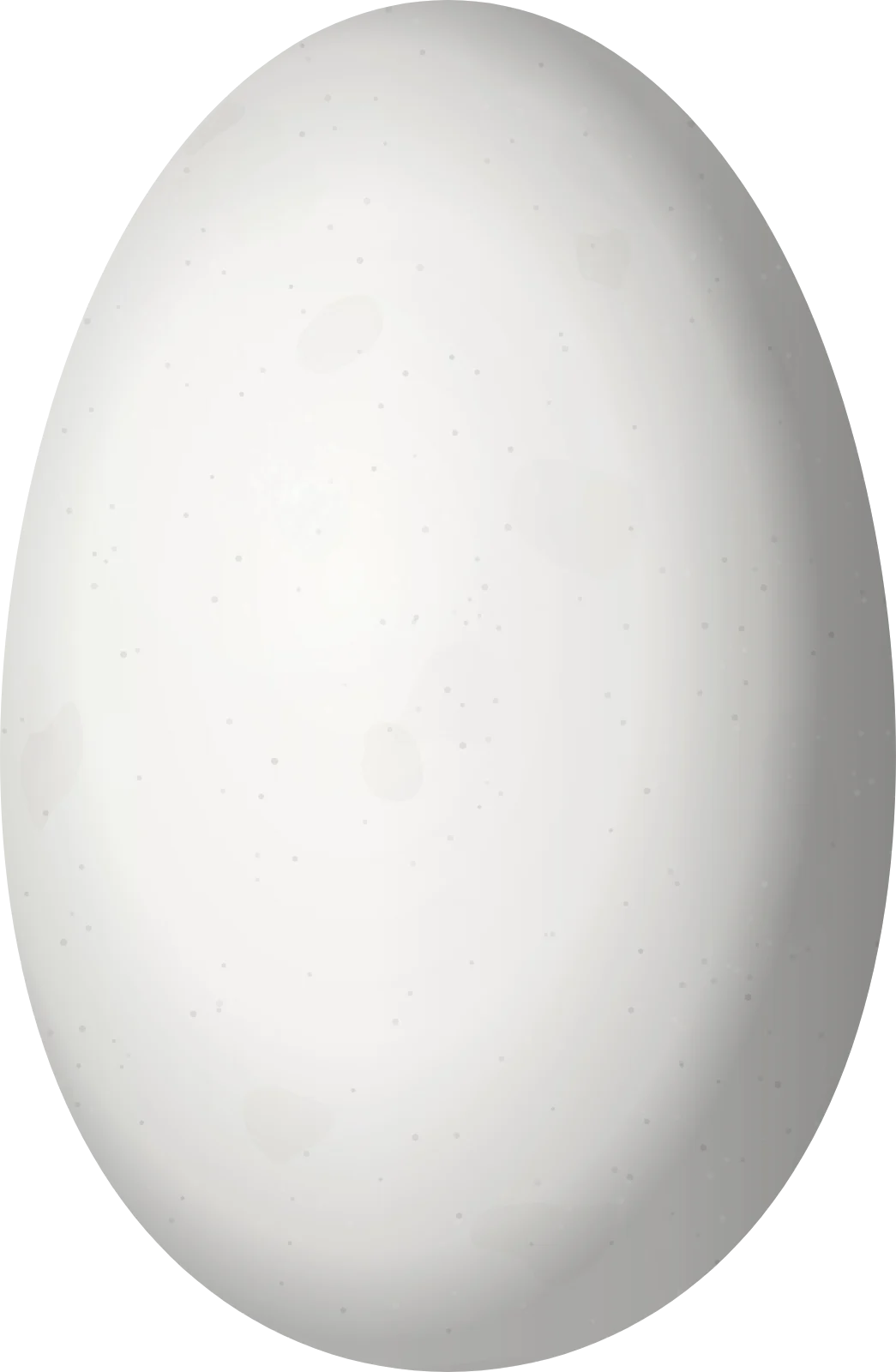 Illustration of a Buff-bellied Hummingbird (Amazilia yucatanensis) egg, 13.24 × 8.65 mm