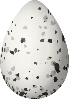 Buff-breasted Sandpiper egg, 37 × 26 mm