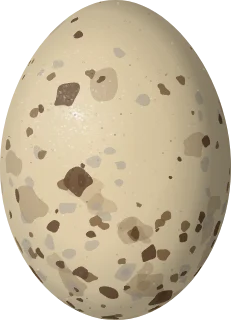 Buff-collared Nightjar egg, 28.8 × 20.8 mm