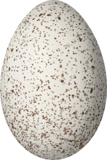 Illustration of a Buff-necked Ibis (Theristicus caudatus) egg, 64 × 43 mm