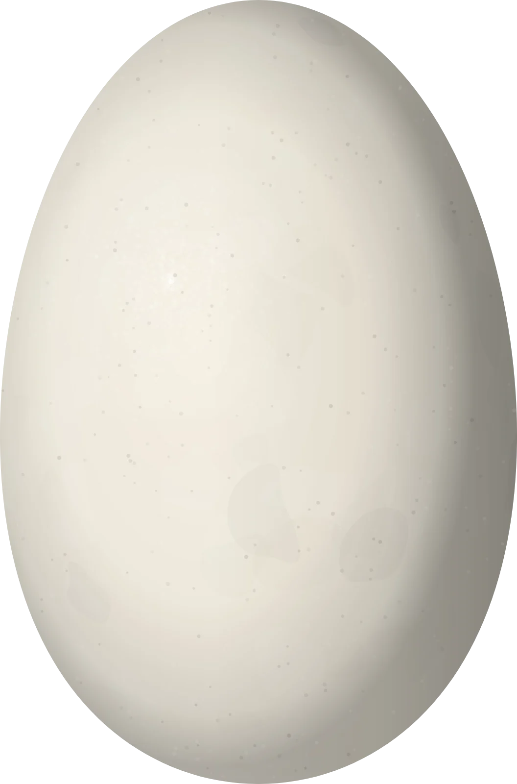 Illustration of a Cackling Goose (Branta hutchinsii) egg, 72.7 × 48 mm