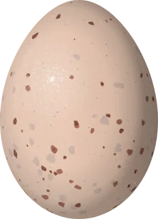 Cactus Wren egg, 23.6 × 17 mm