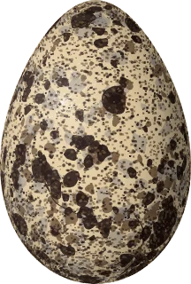 Illustration of a California Gull (Larus californicus) egg, 67.5 × 45.5 mm