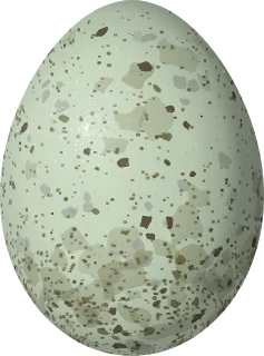 California Scrub-Jay egg, 27.82 × 20.62 mm