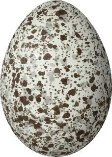 Canada Jay egg, 29.38 × 20.91 mm