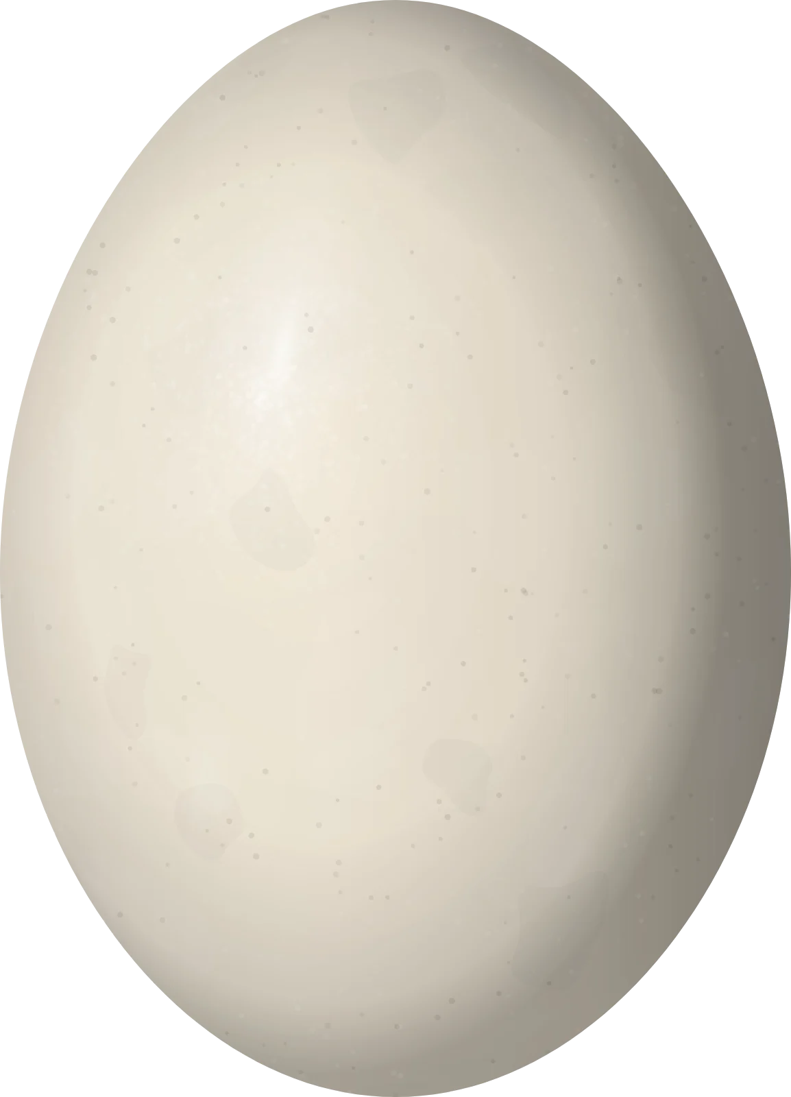Illustration of a Caribbean Dove (Leptotila jamaicensis) egg, 30.5 × 22 mm